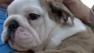 Bulldogs rescued from Concord house fire