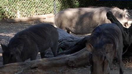 Warthogs at the Oakland Zoo