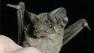 Mexican free-tailed bat