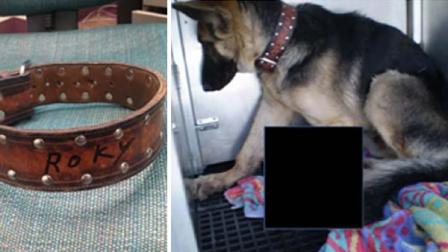 Livermore police are looking for the owner of a young German shepherd that was found in the citys Springtown area with a severe leg wound.