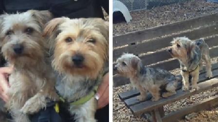 2 dogs abandoned in Fremont