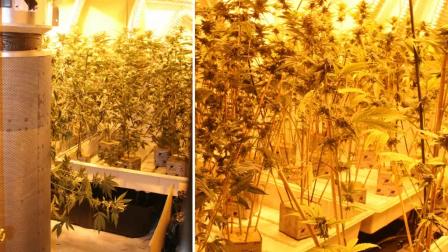 Marijuana seized during a drug trafficking sweep in Alameda County. (Photo courtesy Hayward Police Department)