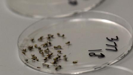 FILE - In a Thursday, Aug. 16, 2012 file photo, dead mosquitos are lined up waiting to be sorted at the Dallas County mosquito lab in Dallas.