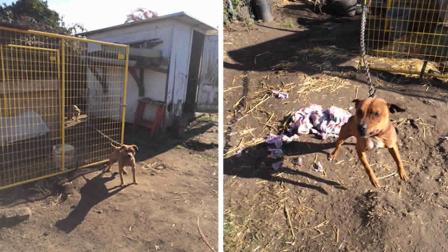 Oakland dog-fighting operation