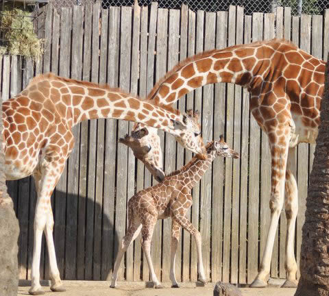 Baby giraffe born at Oakland Zoo