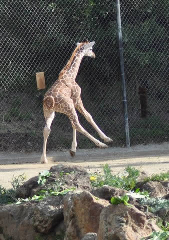 Baby giraffe born at Oakland Zoo