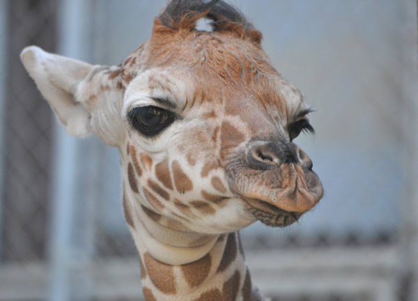Baby giraffe born at Oakland Zoo