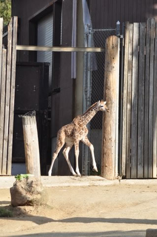 Baby giraffe born at Oakland Zoo