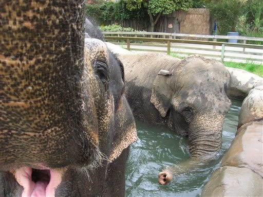 Taj, Six Flags Discovery Kingdom