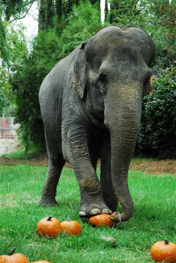 Taj, Six Flags Discovery Kingdom