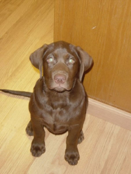 Chocolate Lab, Porter at 3 months old