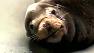 Abagnale the sea lion