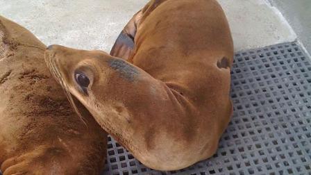 A sea lion pup was rescued by the the Marine Mammal Center after it showed up at Redwood High School in Larkspur.