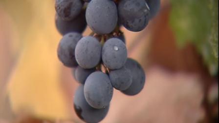 Grape harvest in Wine Country