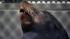 Marine Mammal Center to release rescued sea... ::