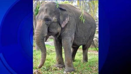 Trainers at Discovery Kingdom in Vallejo are mourning the loss of Taj, the oldest elephant in North America.