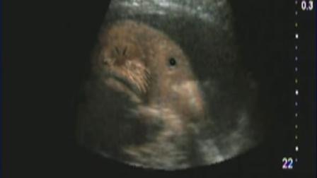 Six Flags Discovery Kingdom in Vallejo is preparing for the rare birth of a walrus calf in the next few weeks.