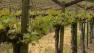 vineyard