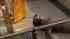 Sea lion release marks milestone for marine... ::