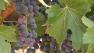 The annual grape harvest will soon begin in the Napa Valley and grape growers are optimistic about this years crop.