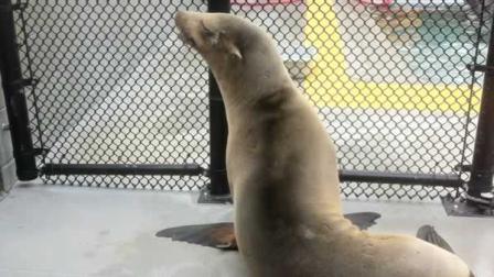 A photo of the sea lion rescued on Saturday in Burlingame, courtesy the Marine Mammal Center.