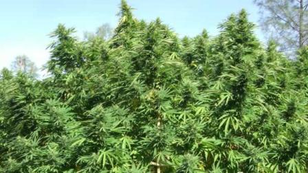 A photo, provided by the Napa County Sheriffs Department, of a large pot-growing operation busted over the past three weeks.