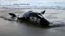 Bay Area scientists are trying to figure out what killed a young orca that washed-up just north of McClures Beach.