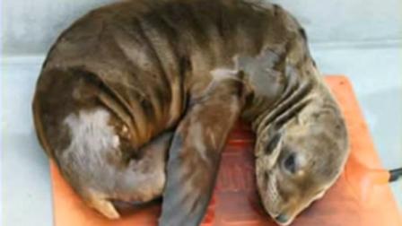 Al Catraz the sea lion (Courtesy of the Marine Mammal Center)