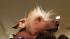 Worlds Ugliest Dog Contestants