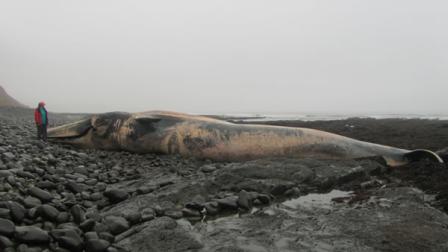 dead whale