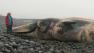 dead whale