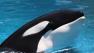 Shouka, the orca that lived at Six Flags Discovery Kingdom has moved to SeaWorld.