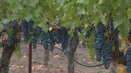Napa Valley wine grapes