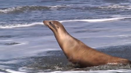 The son of famed ocean explorer Jacques Cousteau was in Marin County to witness an aspiring moment at a local beach.