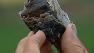 hunting for meteorites