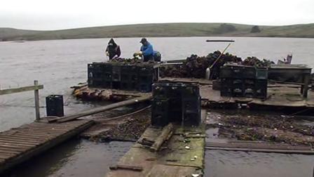 Workers shuck oysters at Drakes Bay Oyster Company