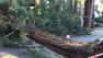 Redwood tree toppled onto Larkspur home