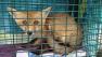 Petaluma Animal Services Foundation helped rescue and release a kit fox