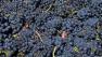 The mild and warm spring weather has forced an early grape harvest in the Napa Valley.