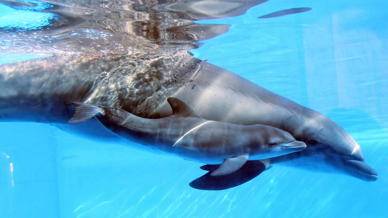 bottlednosed dolphins Bottlenose dolphins are well known as the intelligent and charismatic stars of many aquarium shows and can be seen readily in the wild around los cabos. bottlednosed dolphins Bottlenose dolphins are well known as the intelligent and charismatic stars of many aquarium shows and can be seen readily in the wild around los cabos.