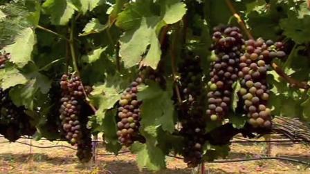 Wine grapes.