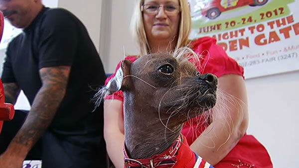 Worlds Ugliest Dog Contestants