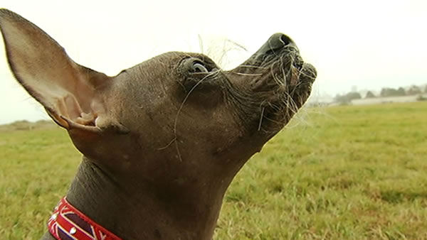 Worlds Ugliest Dog Contestants