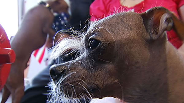 Worlds Ugliest Dog Contestants
