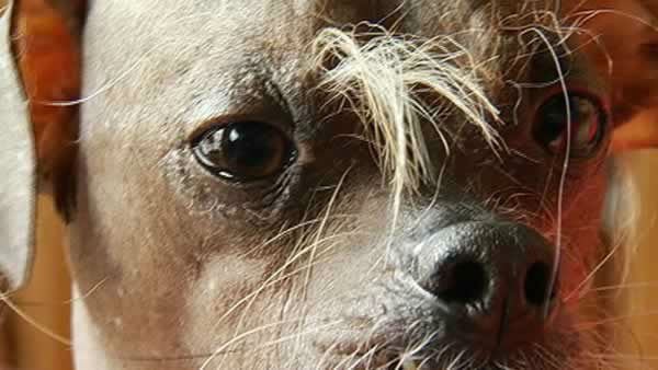 Worlds Ugliest Dog Contestants
