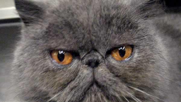 Duffy Peninsula Humane Society Persian Cat Abandoned Airport Adoption