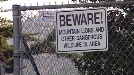 Ralston Middle School in Belmont was locked down Friday morning after a student reported seeing a mountain lion.