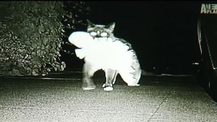 A cat burglar is on the loose in a Peninsula neighborhood. Really, its a cat that steals things.