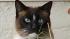 A cat burglar is on the loose in a Peninsula neighborhood. Really, its a cat that steals things.