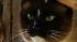Klepto cat becomes household name worldwide